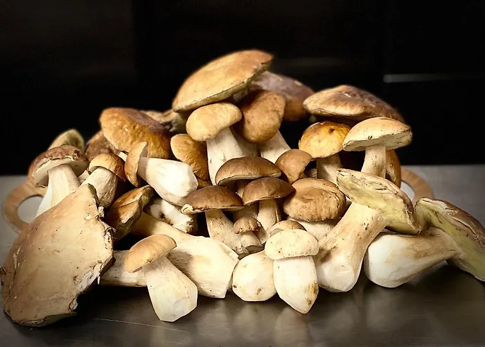 海兹基贝尔酒店 酒店